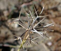 Palafoxia arida arida