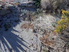 Palafoxia arida arida