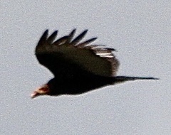 Cathartes burrovianus