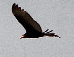 Cathartes burrovianus