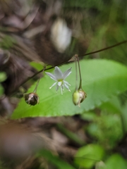 Arthropodium candidum