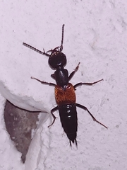 Misantlius