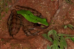Odorrana chloronota