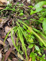 Arthropodium candidum