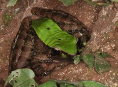 Odorrana chloronota