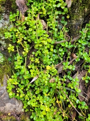 Peperomia urvilleana