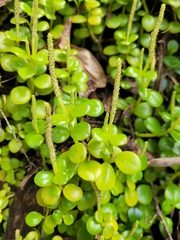 Peperomia urvilleana
