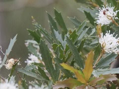 Hakea florida