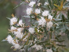 Hakea florida