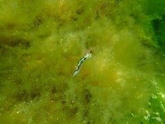 Hypselodoris saintvincentius