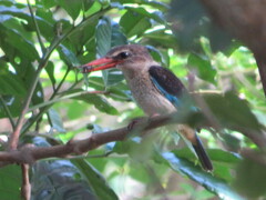 Halcyon albiventris albiventris