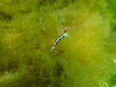 Hypselodoris saintvincentius