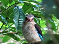 Halcyon albiventris albiventris
