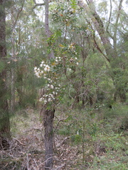 Hakea florida