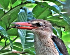 Halcyon albiventris albiventris