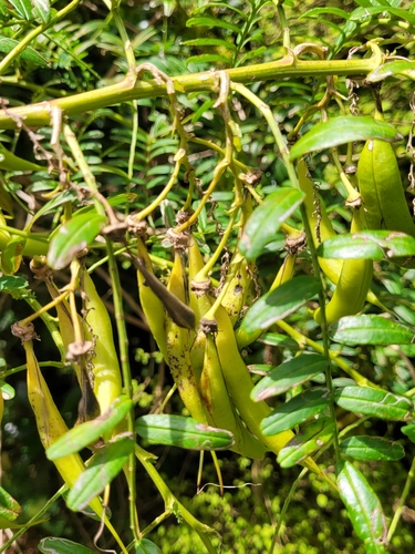 Clianthus puniceus