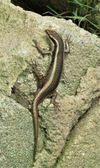 Trachylepis striata