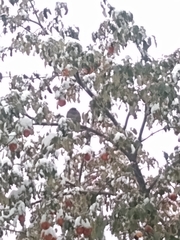 Callipepla californica