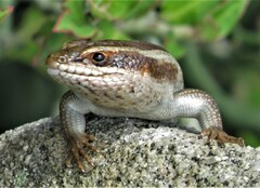 Trachylepis striata