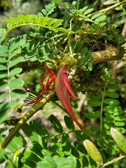 Clianthus puniceus