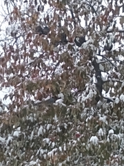 Callipepla californica