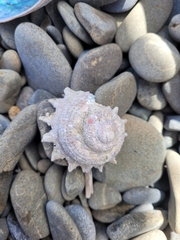 Astraea heliotropium