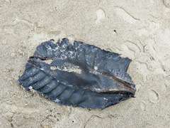Callorhinchus milii