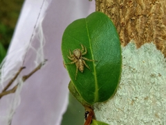 Cytaea