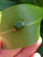 Glaucias amyoti