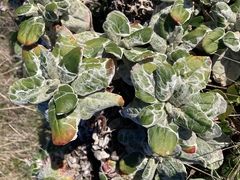 Eriogonum latifolium