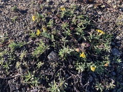 Heterotheca sessiliflora