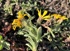Heterotheca sessiliflora