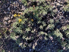 Heterotheca sessiliflora