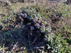 Eriogonum latifolium