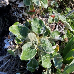 Eriogonum latifolium