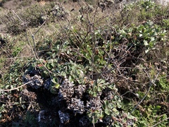Eriogonum latifolium
