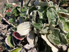 Eriogonum latifolium