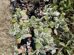 Eriogonum latifolium