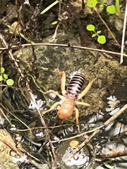 Ammopelmatus