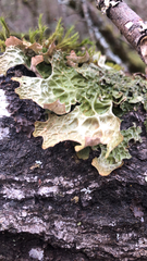 Lobaria pulmonaria