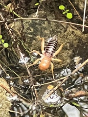 Ammopelmatus