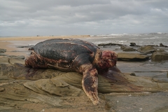 Dermochelys coriacea