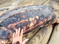 Dermochelys coriacea