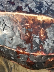 Dermochelys coriacea