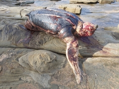 Dermochelys coriacea