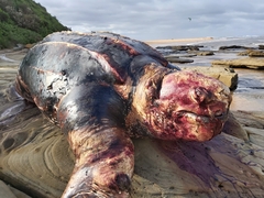 Dermochelys coriacea