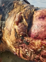 Dermochelys coriacea