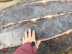 Dermochelys coriacea