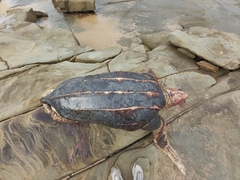 Dermochelys coriacea