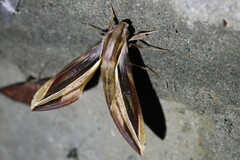 Xylophanes thyelia